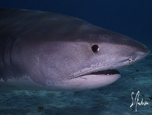 This image was taken during my expedition to Tiger Beach.... by Steven Anderson 